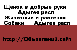 Щенок в добрые руки - Адыгея респ. Животные и растения » Собаки   . Адыгея респ.